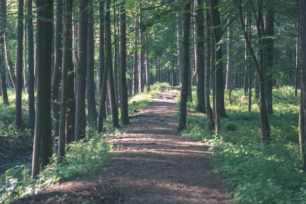 Einfache Ländliche Waldstraße Perspektive Mit Laub Und Bäumen Drumherum Vintage — Stockfoto