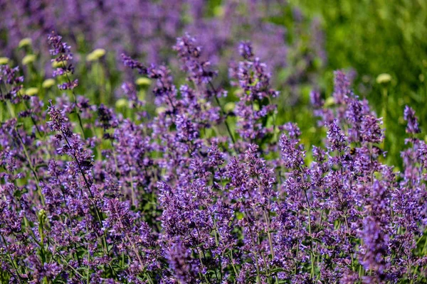 Lilas Lavandish Plantes Été Détails Gros Plan — Photo