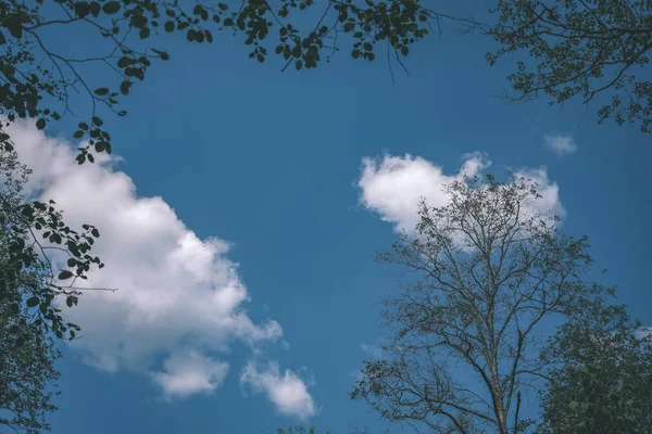 Grandes Árboles Contra Cielo Azul Vista Desde Abajo Follaje Verde —  Fotos de Stock