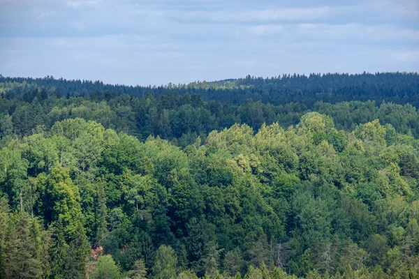 Jehličnatý Les Mlhavý Den Ptačí Perspektivy Daleko Obzoru — Stock fotografie