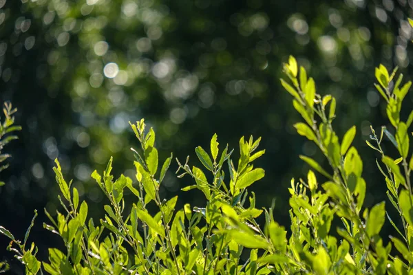 日光の下で緑の植物の選択と集中 — ストック写真