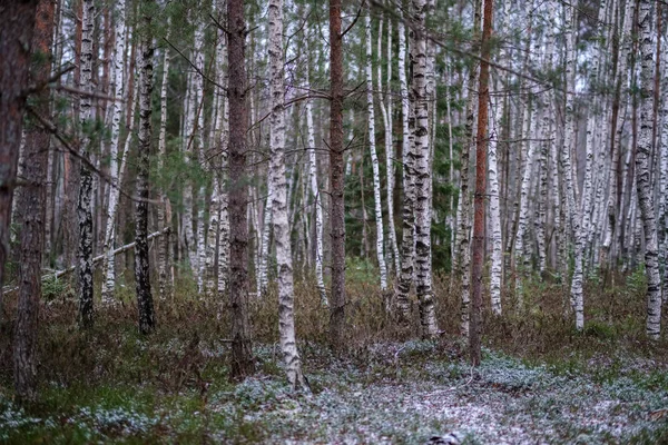 Болотный Пейзаж Сухими Отдаленными Деревьями Первый Снег Зеленой Траве Скучная — стоковое фото