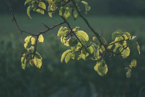 Branches Pommier Journée Verte Été Avec Pluie Pleine Pommes Vertes — Photo