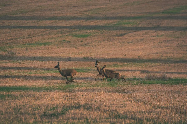 deer running in the cultivated field at sunset - vintage retro look