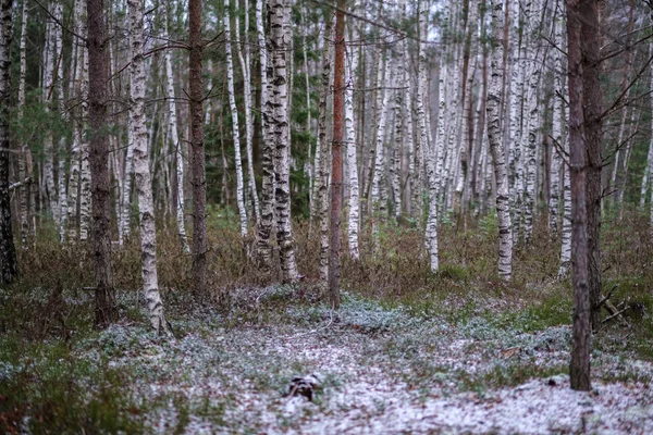 Vista Paisagem Pântano Com Árvores Secas Distantes Primeira Neve Grama — Fotografia de Stock