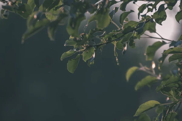 Vista Folhagem Verde Árvore Com Luz Solar — Fotografia de Stock