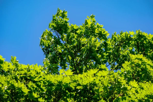 Folhagem Verde Fresca Folhas Árvore Luz Manhã Contra Fundo Borrão — Fotografia de Stock