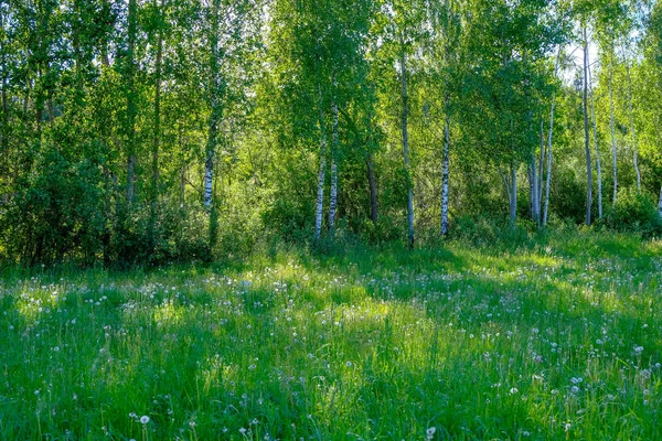 美丽的绿色草地与夏季鲜花附近的森林在温暖的夏日 叶面纹理 — 图库照片