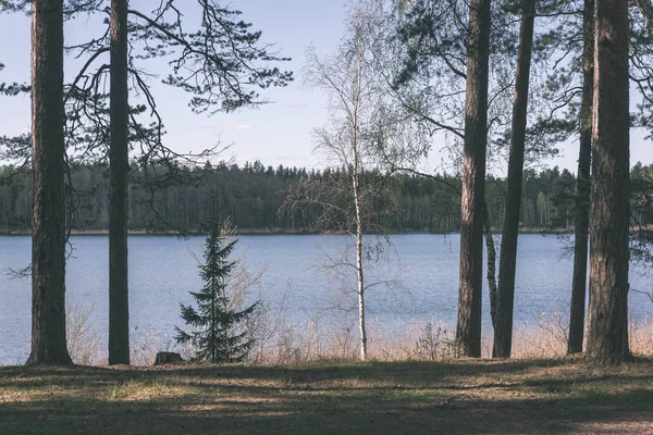 Sjöstranden Med Distinkta Träd Grön Sommar Landet Vatten Sedd Genom — Stockfoto