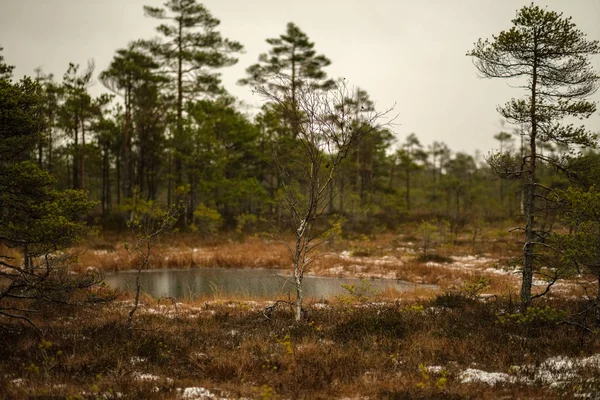 沼泽景观与干燥遥远的树木 和绿草上的第一个雪 沉闷的傍晚闪电 — 图库照片