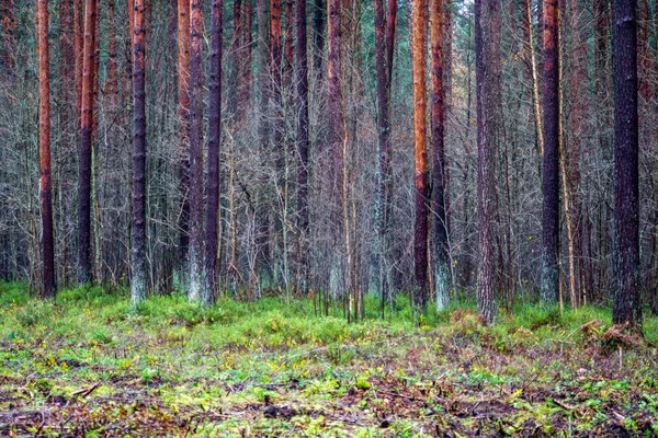 Forêt Humide Vide Début Printemps Arbres Sans Feuilles Nature Nue — Photo