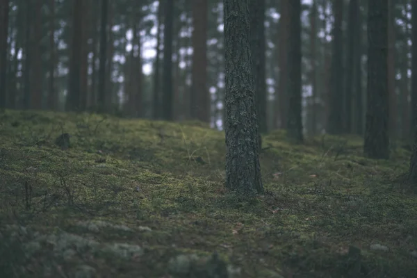 Floresta Outono Com Pinheiros Musgo — Fotografia de Stock