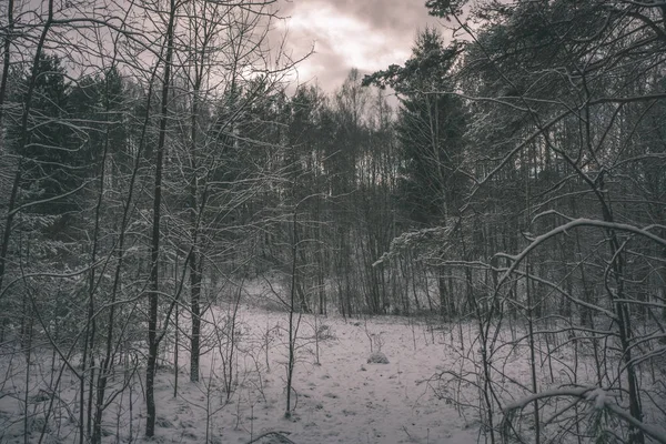 Bosque Salvaje Invierno Con Alto Nivel Nieve Atardecer Aspecto Retro — Foto de Stock