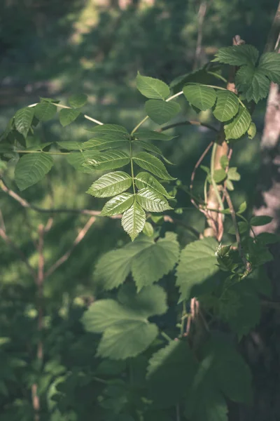 過酷な影と森林 ビンテージ レトロな外観で明るい日光の下で夏の緑の葉 — ストック写真
