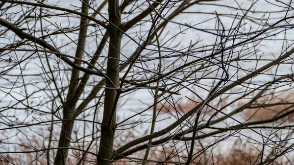 Naked Tree Branches Late Autumn Leaves Forest — Stock Photo, Image