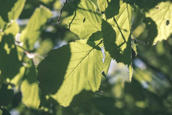 Folhagem Verde Fresca Folhas Árvore Luz Manhã Contra Fundo Borrão — Fotografia de Stock