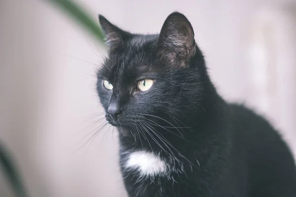 Close Shot Domestic Cat Natural Environment Apartment — Stock Photo, Image