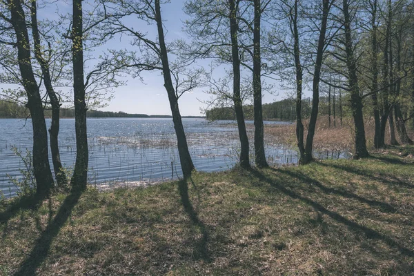 Lake Shore Distinct Trees Green Summer Land Вода Видна Сквозь — стоковое фото