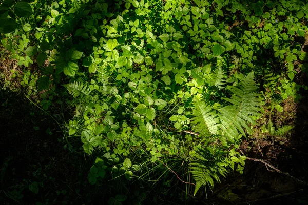 Gröna Blad Sommaren Med Hårda Skuggor Och Ljusa Solljus Skogen — Stockfoto