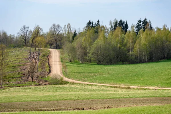 Empty Dirt Road Green Forest — Stock Photo, Image