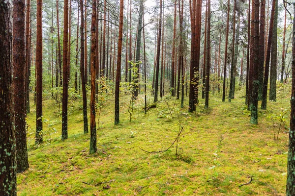 Natte Lege Bos Het Vroege Voorjaar Bomen Zonder Bladeren Naakte — Stockfoto