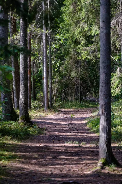 Altijdgroene Bos Met Sparren Dennen Boom Onder Vertakkingen Lage Lichte — Stockfoto