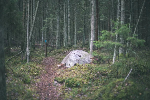 Autumn Forest Rain Wet Foliage Shallow Depth Field Dull Green — Stock Photo, Image