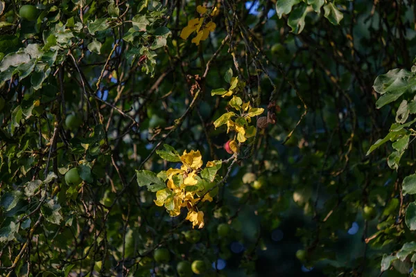 田舎で庭の花が夏の背景と緑の葉をぼかし — ストック写真