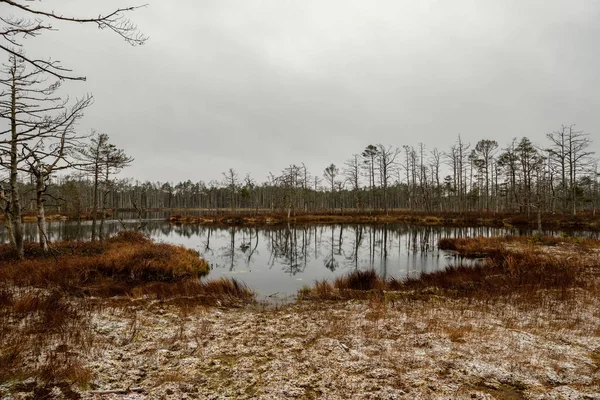 Swamp Landschapsmening Met Droge Pijnbomen Reflecties Water Eerste Sneeuw Gras — Stockfoto