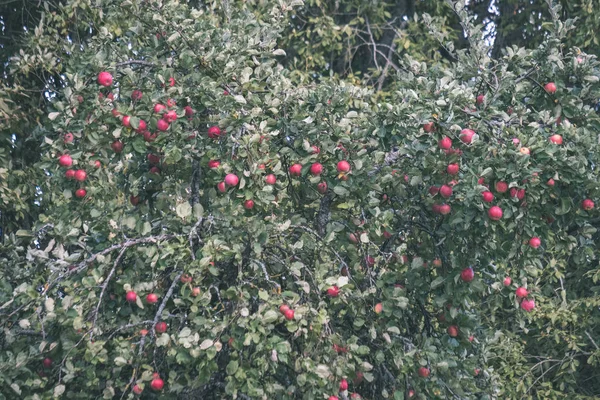 Maçãs Frescas Penduradas Árvore Cena Jardim Com Gotas Orvalho Look — Fotografia de Stock