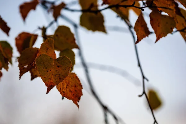 Vacker Björk Trädstammar Grenar Och Blad Naturlig Miljö Blandad Säsong — Stockfoto