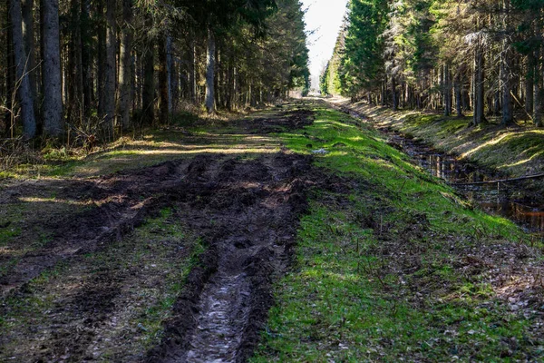 wet empty forest in early spring trees without leaves. naked nature scene