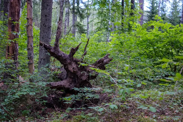 Orman Detaylarla Ağaç Gövdeleri Yaz Yeşil Yeşillik — Stok fotoğraf