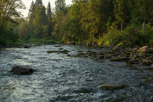 Strumień Wody Rzeki Amata Łotwie Piaskowca Klify Zielonych Liści Letni — Zdjęcie stockowe