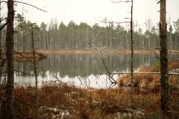 Bažiny Suché Borovice Odrazů Vodě První Sníh Zelené Trávě Nudný — Stock fotografie