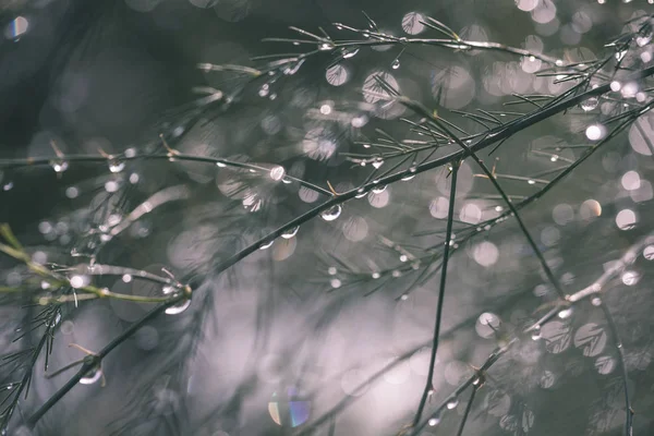 나무의 나뭇가지에 빗방울에서 반사와 캐스트 복고풍 보이는 빈티지 텍스처 — 스톡 사진