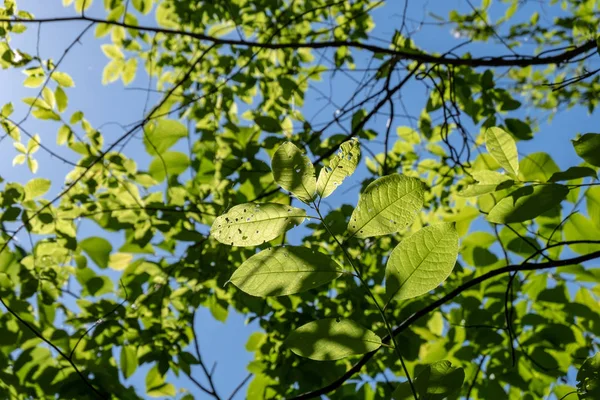 Folhagem Verde Verão Com Sombras Duras Luz Solar Brilhante Floresta — Fotografia de Stock