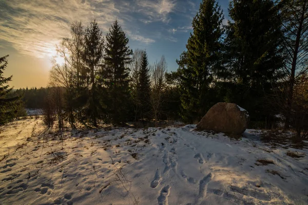 Paisagem Rural Simples Latvia Com Campos Árvores Sob Neve Grama — Fotografia de Stock