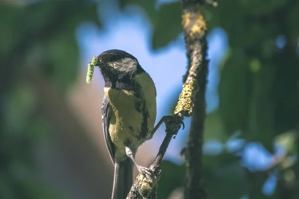 Piccolo Uccello Tomtit Con Verme Nel Becco Sul Filo Campagna — Foto Stock