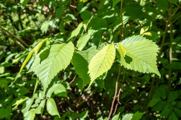 Folhagem Verde Verão Com Sombras Duras Luz Solar Brilhante Floresta — Fotografia de Stock