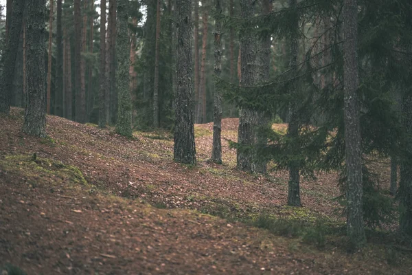 トウヒや松の木と緑の葉の暗い秋の森 — ストック写真