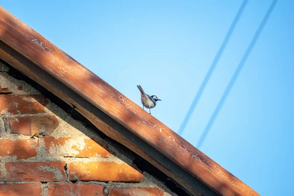 Μικρό Σουσουράδα Πουλιών Στη Στέγη Καλοκαίρι — Φωτογραφία Αρχείου