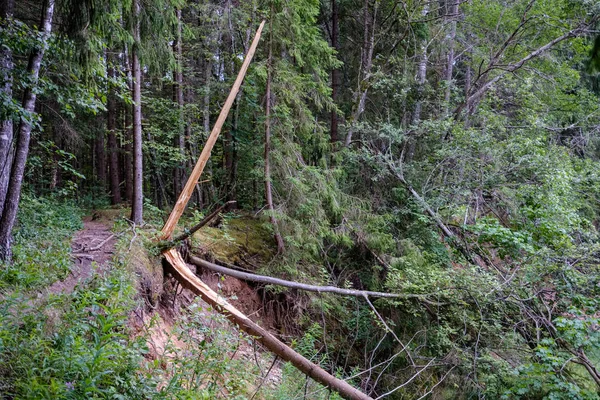 Détails Forêt Avec Troncs Arbres Feuillage Vert Été — Photo