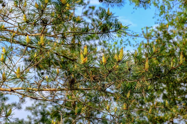 Sumpfgebiet Landschaft Ansicht Mit Einsamen Kiefern Und Rasenfeldern Grünen Sommer — Stockfoto