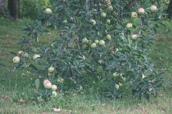 Gałęzie Drzewa Jabłko Zielony Letni Dzień Deszczem Pełne Zielone Jabłka — Zdjęcie stockowe