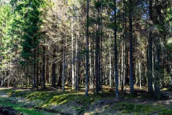 Erken Ilkbaharda Ağaçlar Islak Boş Ormanda Bırakır Çıplak Doğa Sahne — Stok fotoğraf