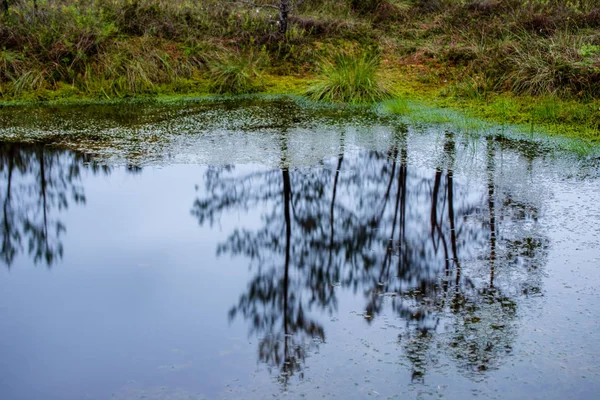 Sol Tarde Por Noche Sobre Lagos Pantanosos Verano Reflejos Aguas — Foto de Stock