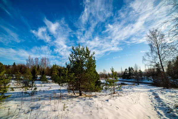 Simple Countryside Landscape Latvia Fields Trees Snow Old Grass Reaching — Stock Photo, Image