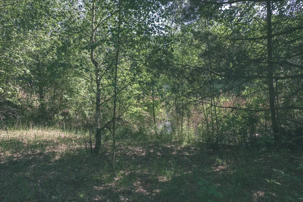 Zielone Liście Lecie Ostre Cienie Jasne Światło Słoneczne Lesie Stylu — Zdjęcie stockowe