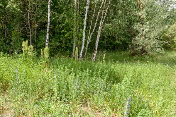 Vacker Grön Äng Med Sommarblommor Nära Skogen Varm Sommardag Lövverk — Stockfoto